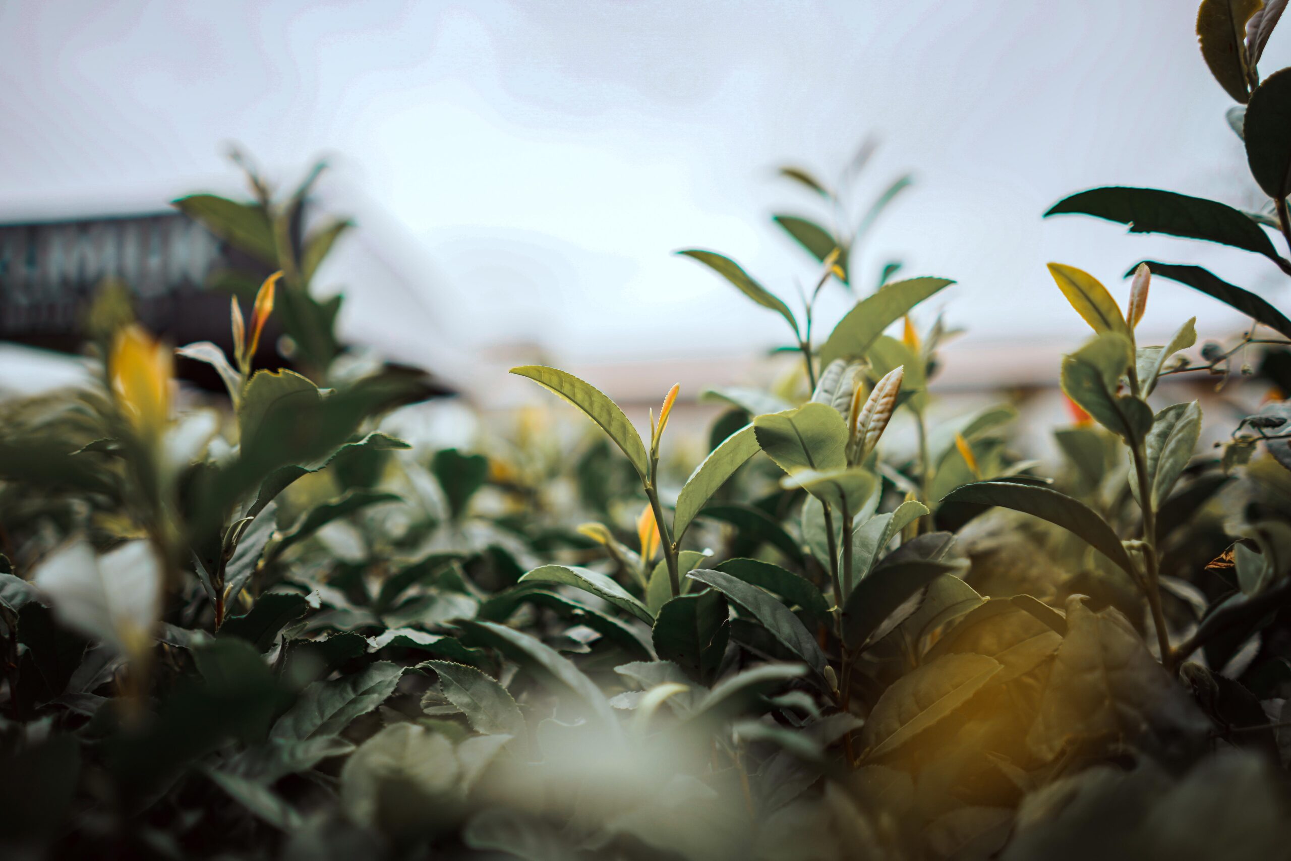 Misiones gestiona la inclusión del té misionero en el acuerdo comercial con Estados Unidos Misiones gestiona la inclusión del té misionero en el acuerdo comercial con Estados Unidos imagen-1