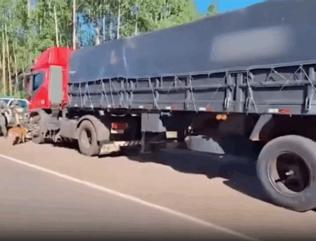 Secuestraron en Misiones un camión brasileño robado que transportaba casi 10 toneladas de marihuana y había sido denunciado por robo en Buenos Aires imagen-2