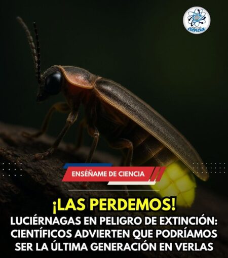 Luciérnagas en peligro: más rápido que lento, los "bichitos de luz" le dicen adiós a la Tierra imagen-2