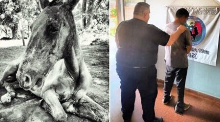 Murió el caballo rescatado en Posadas y detuvieron a su propietario por maltrato animal imagen-10