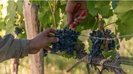 El Gobierno derogó 973 normas del Instituto Nacional de Vitivinicultura y desreguló el control sobre la producción de vino imagen-4