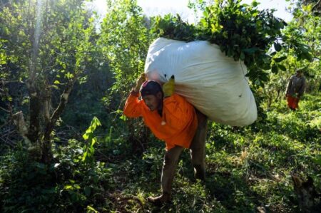 Decreto: Milei le dio otro golpe al Instituto de la Yerba para “impedir su intromisión” en el mercado imagen-6