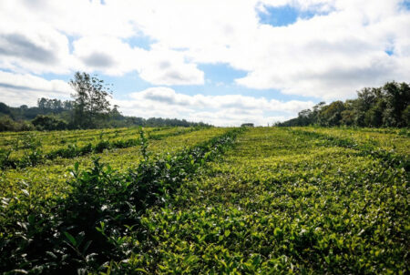 Misiones fija el nuevo precio del té y garantiza previsibilidad para la cadena productiva, destacan imagen-4