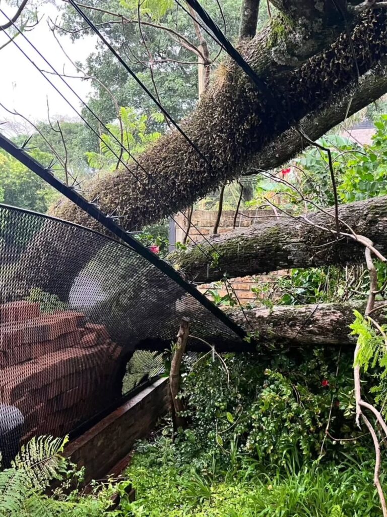 Tormenta en Misiones: caída de árboles, cables sueltos y daños estructurales movilizaron a la Policía Tormenta en Misiones: caída de árboles, cables sueltos y daños estructurales movilizaron a la Policía imagen-6