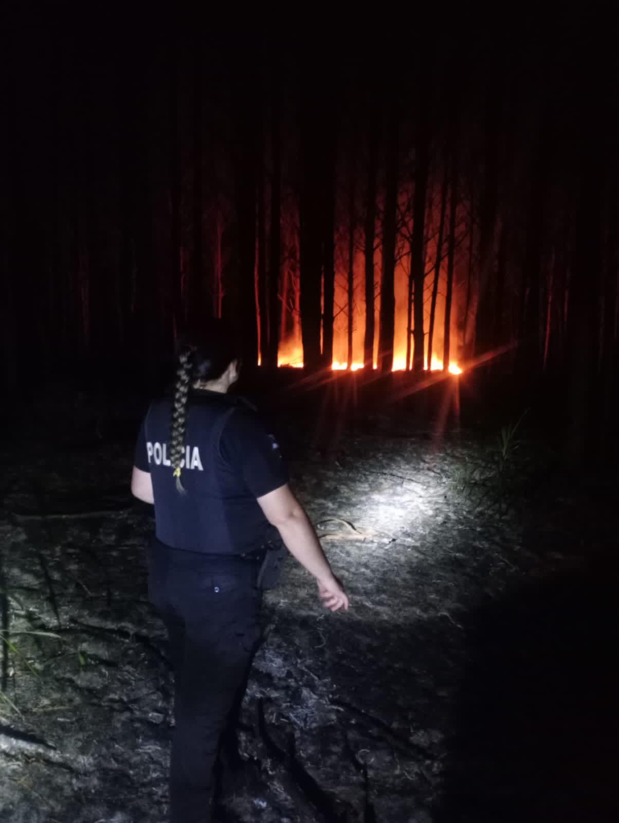 Bomberos controlaron un incendio que afectó un pinar y yerbal en Corpus Christi 3 Bomberos controlaron un incendio que afectó un pinar y yerbal en Corpus Christi imagen-2