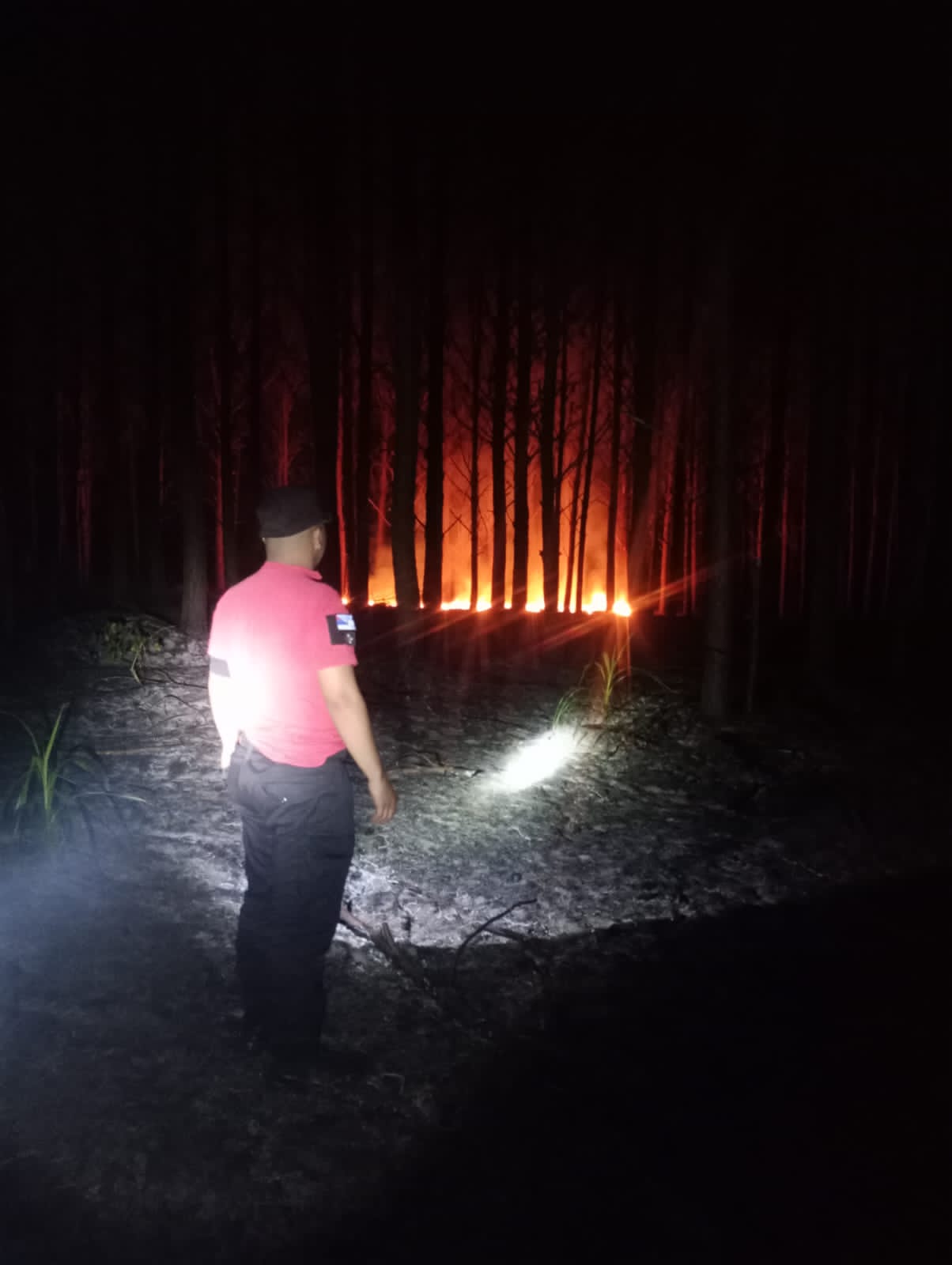 Bomberos controlaron un incendio que afectó un pinar y yerbal en Corpus Christi Bomberos controlaron un incendio que afectó un pinar y yerbal en Corpus Christi imagen-1