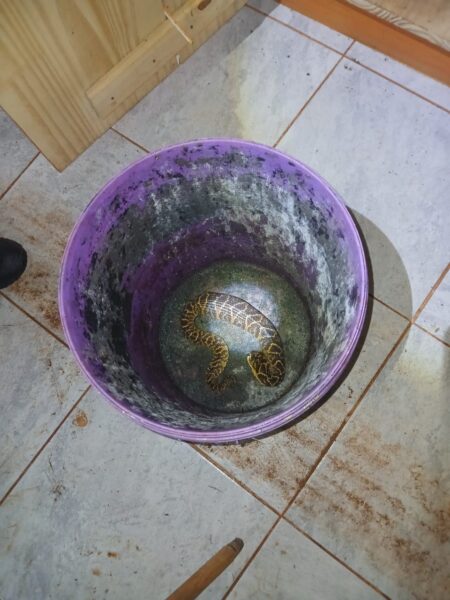 Bomberos rescataron una "falsa yarará" dentro de una vivienda en Apóstoles imagen-10