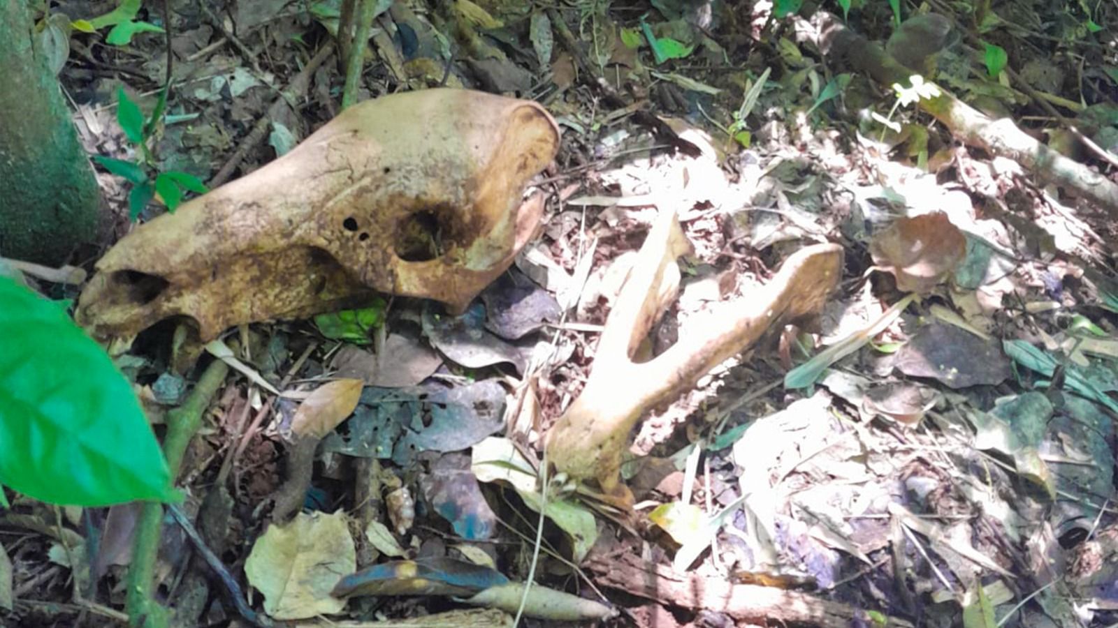 Guardaparques desmantelaron un campamento de cazadores en el Parque Provincial Foerster 3 Guardaparques desmantelaron un campamento de cazadores en el Parque Provincial Foerster imagen-2