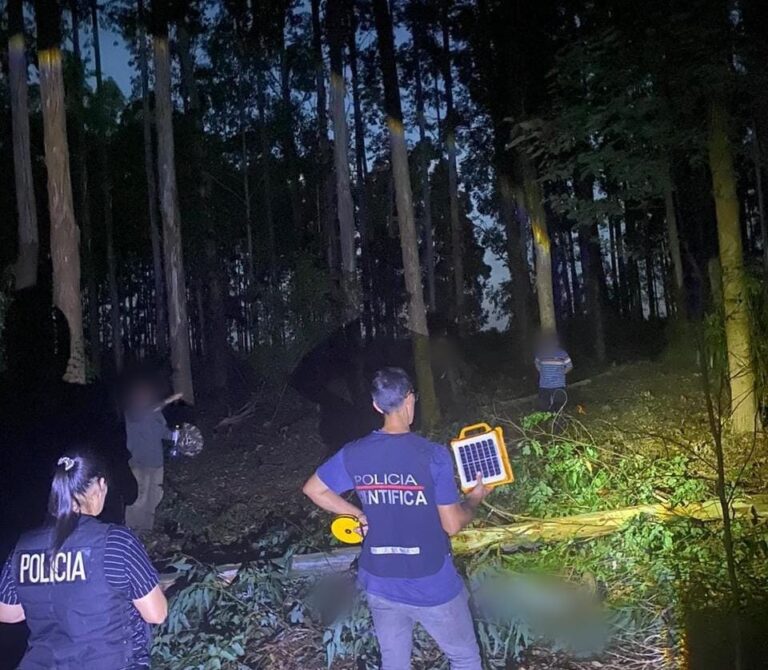 Murió un trabajador al ser golpeado por un eucalipto durante tareas de obraje en Ruiz de Montoya imagen-35