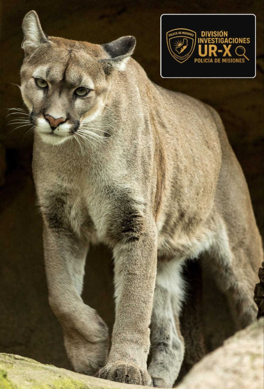 Confirmaron que el pelaje secuestrado en Posadas pertenece a un puma en peligro de extinción 3 Confirmaron que el pelaje secuestrado en Posadas pertenece a un puma en peligro de extinción imagen-2