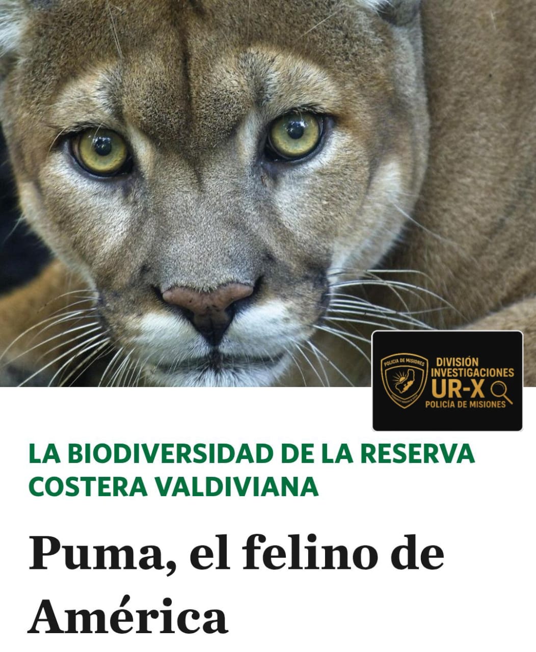 Confirmaron que el pelaje secuestrado en Posadas pertenece a un puma en peligro de extinción 5 Confirmaron que el pelaje secuestrado en Posadas pertenece a un puma en peligro de extinción imagen-4