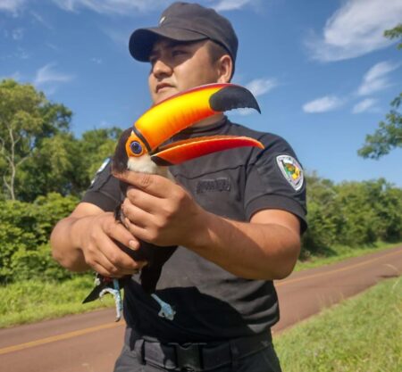 Policías rescataron a un tucán con el pico atascado en un poste de luz en San José imagen-10