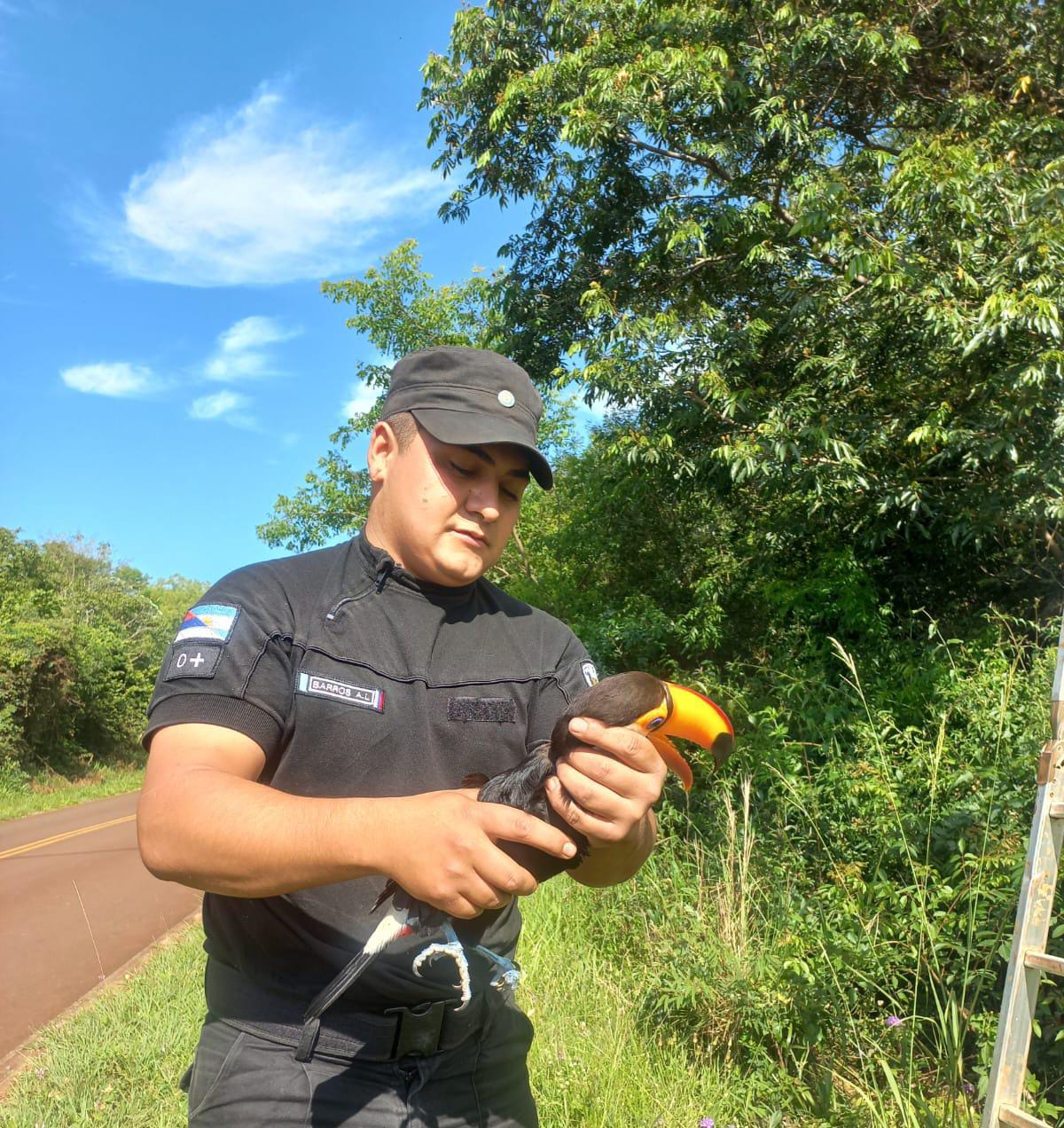 Policías rescataron a un tucán con el pico atascado en un poste de luz en San José 3 Policías rescataron a un tucán con el pico atascado en un poste de luz en San José imagen-2