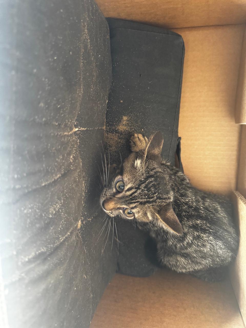 Ocho dotaciones de bomberos y policías que estaban de franco trabajaron para controlar el voraz incendio de un frigorífico de Posadas 7 Ocho dotaciones de bomberos y policías que estaban de franco trabajaron para controlar el voraz incendio de un frigorífico de Posadas imagen-6