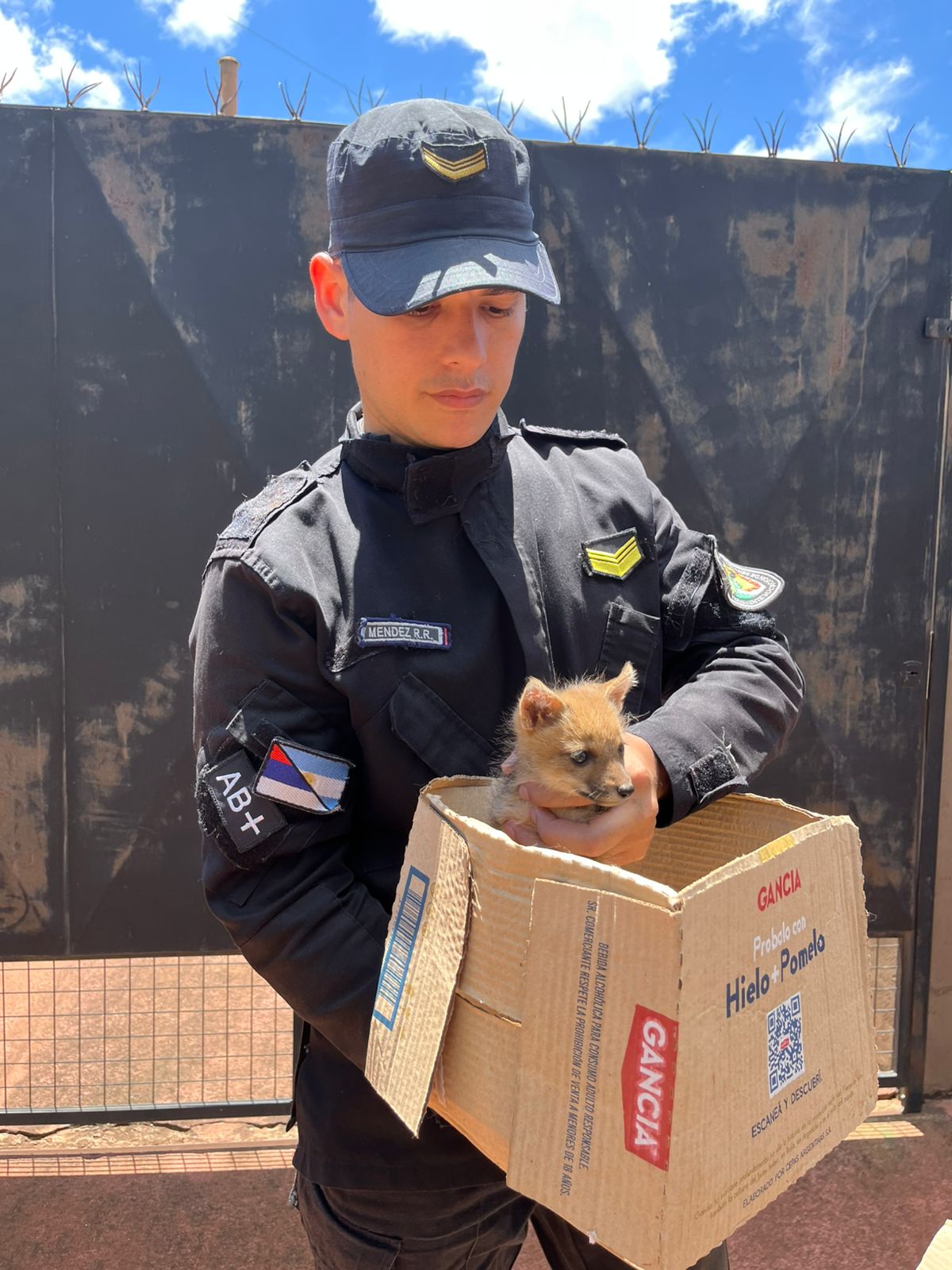 Una mujer encontró un zorro jugando con sus perros 3 Una mujer encontró un zorro jugando con sus perros imagen-2