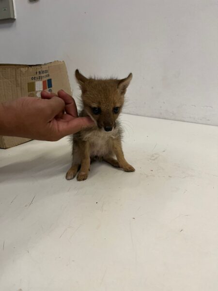 Una mujer encontró un zorro jugando con sus perros imagen-7