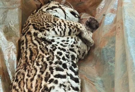 Investigan un nuevo caso de atropellamiento de fauna en Misiones: apareció un gato onza muerto en Andresito imagen-6