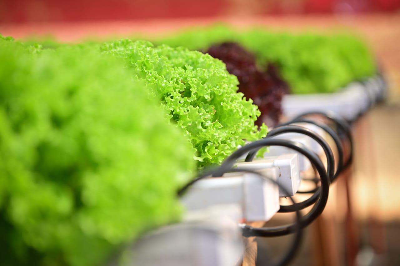 Inauguran en Eldorado un nuevo centro tecnológico para impulsar el desarrollo de la producción local 9 Inauguran en Eldorado un nuevo centro tecnológico para impulsar el desarrollo de la producción local imagen-8