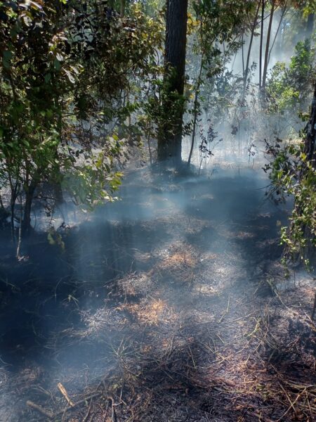 Incendio en Corpus Christi consumió una hectárea de pinar: Sin lesionados imagen-7