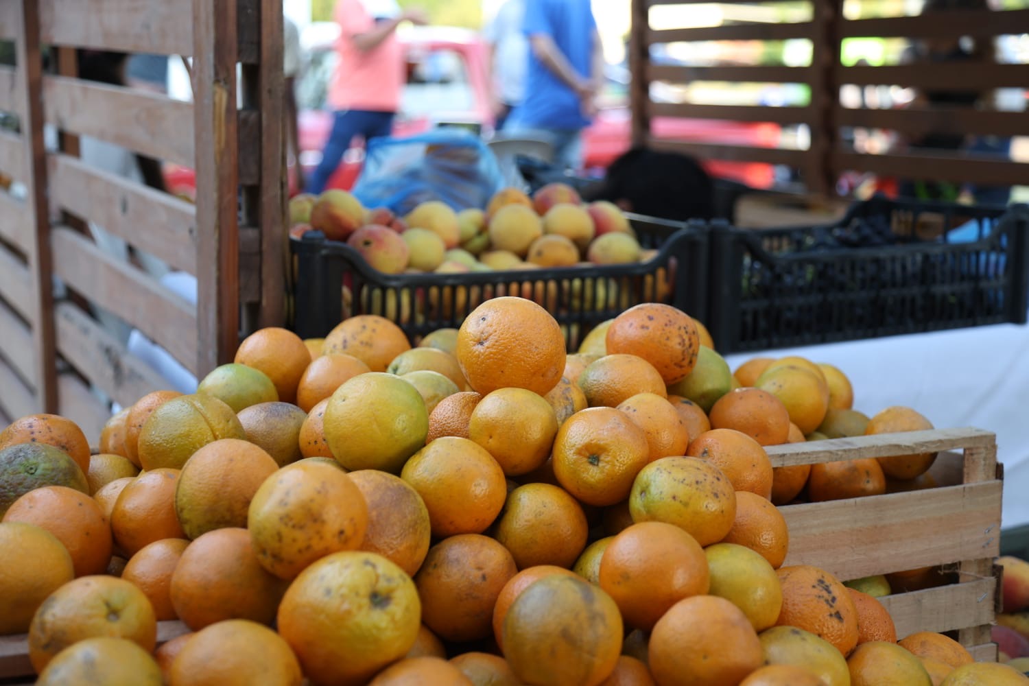 Passalacqua destacó el impulso productivo y comunitario de la Fiesta de las Frutas Tropicales en Almafuerte 19 Passalacqua destacó el impulso productivo y comunitario de la Fiesta de las Frutas Tropicales en Almafuerte imagen-18