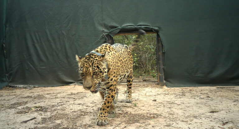 Parques Nacionales denunció la desaparición de una yaguareté en El Impenetrable imagen-39