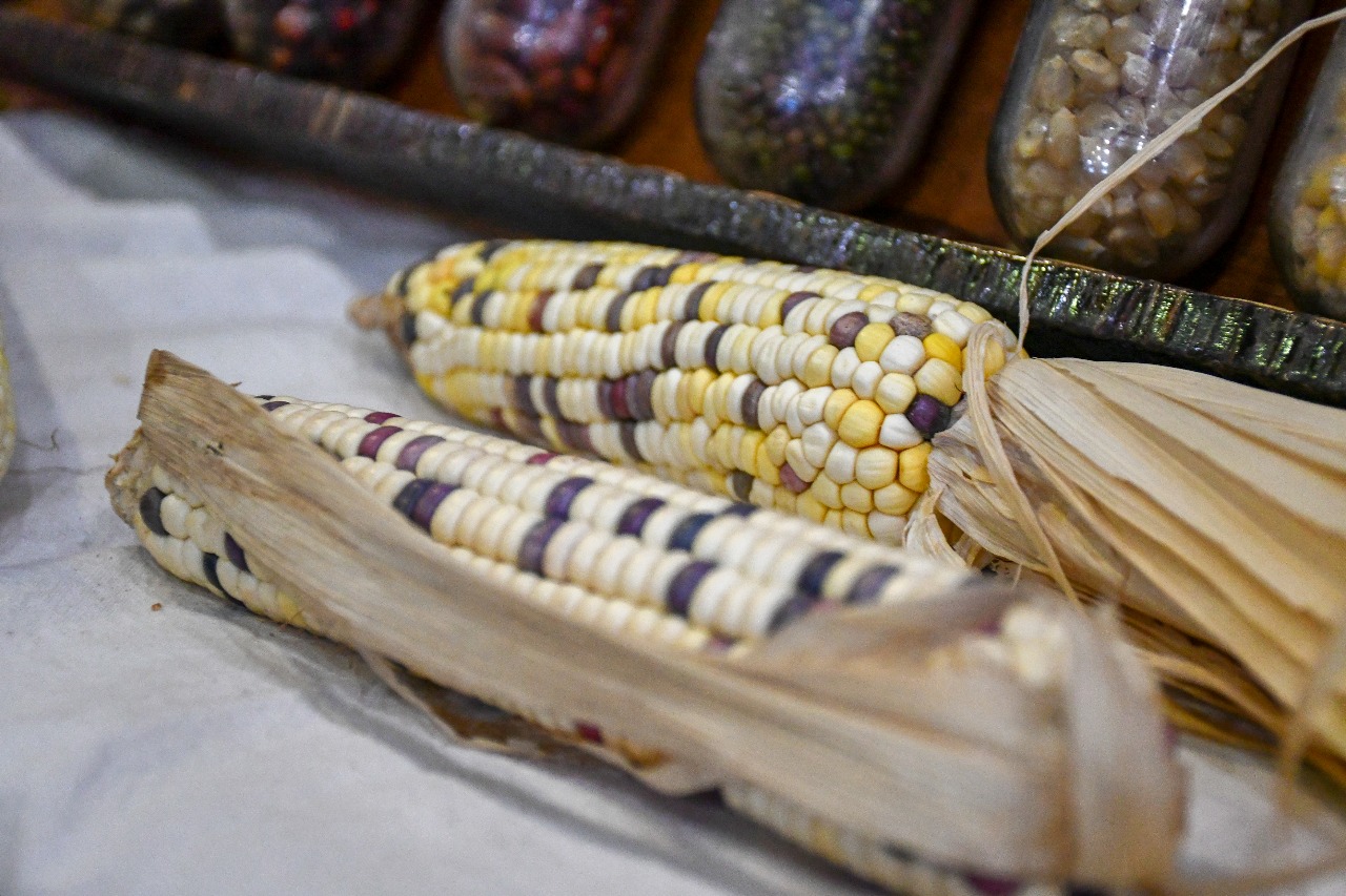 Proyecto trinacional "Raíces" inicia acciones en Misiones que refuerzan la cooperación regional y el compromiso con sistemas alimentarios resilientes 3 Proyecto trinacional "Raíces" inicia acciones en Misiones que refuerzan la cooperación regional y el compromiso con sistemas alimentarios resilientes imagen-2