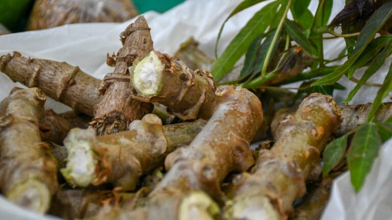 Proyecto trinacional "Raíces" inicia acciones en Misiones que refuerzan la cooperación regional y el compromiso con sistemas alimentarios resilientes imagen-28