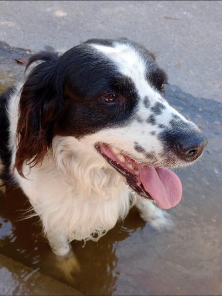 Perro misionero perdido en Mar del Plata: buscan a sus dueños Perro misionero perdido en Mar del Plata: buscan a sus dueños imagen-2