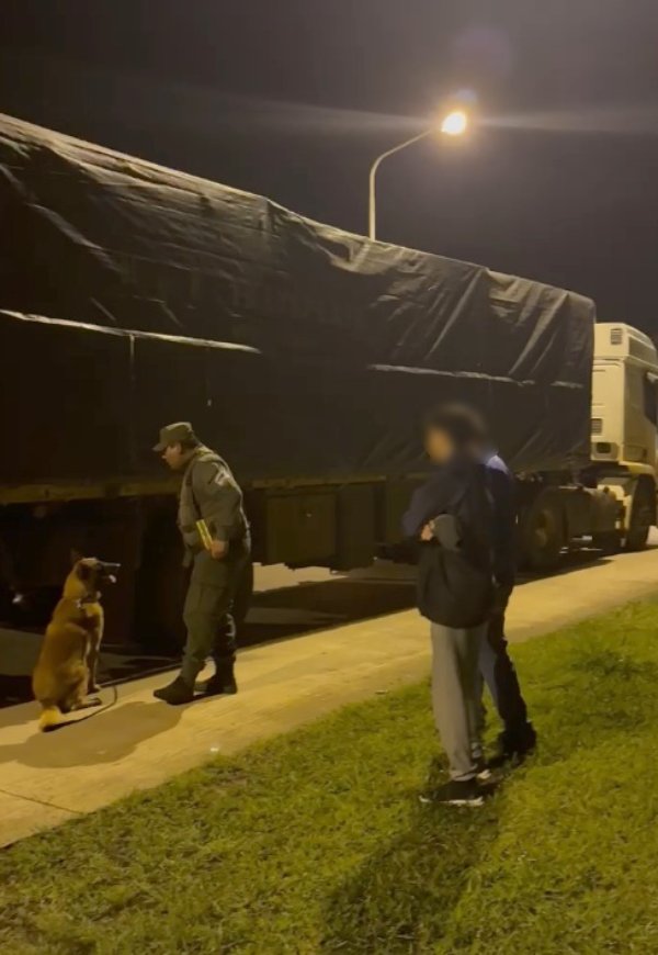 Transportaba más de dos toneladas y media de marihuana encofrado con madera de eucalipto y pino 9 Transportaba más de dos toneladas y media de marihuana encofrado con madera de eucalipto y pino imagen-8