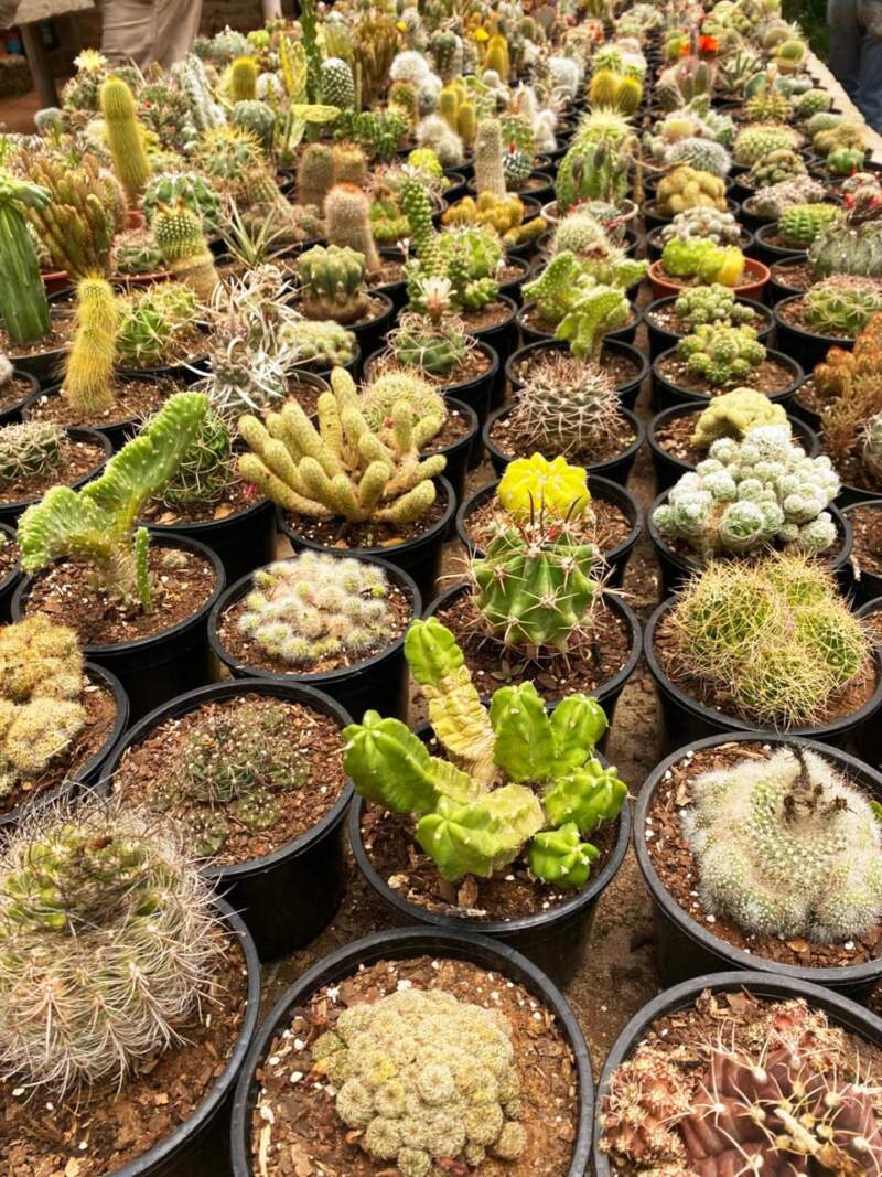 La floricultura misionera mostró en 2025 todo su potencial y proyecta mejores expectativas para 2026 5 La floricultura misionera mostró en 2025 todo su potencial y proyecta mejores expectativas para 2026 imagen-4