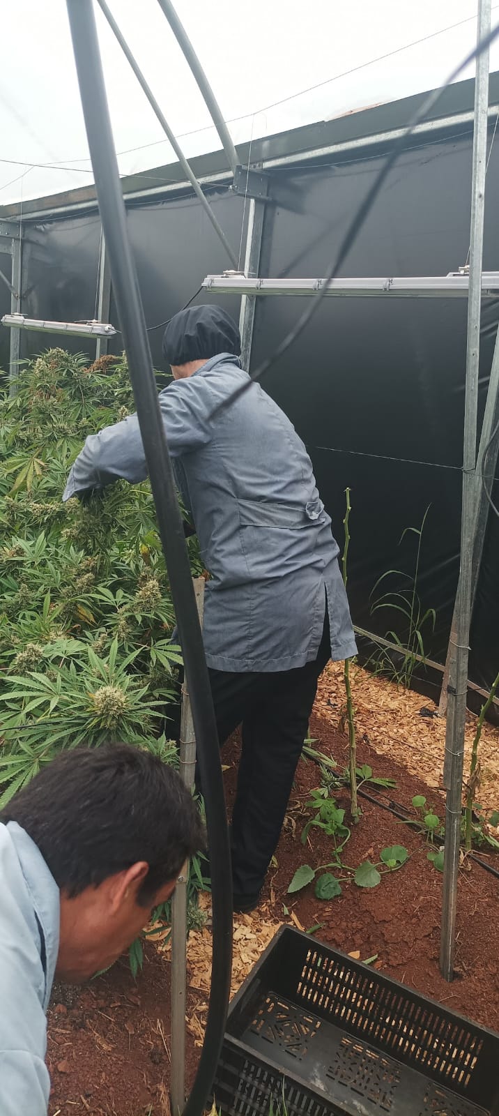 Biofábrica Misiones: un 2025 de cosecha con mayores rendimientos y nuevas áreas de cultivo de cannabis medicinal 5 Biofábrica Misiones: un 2025 de cosecha con mayores rendimientos y nuevas áreas de cultivo de cannabis medicinal imagen-4