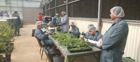 Biofábrica Misiones: un 2025 de cosecha con mayores rendimientos y nuevas áreas de cultivo de cannabis medicinal Biofábrica Misiones: un 2025 de cosecha con mayores rendimientos y nuevas áreas de cultivo de cannabis medicinal imagen-2