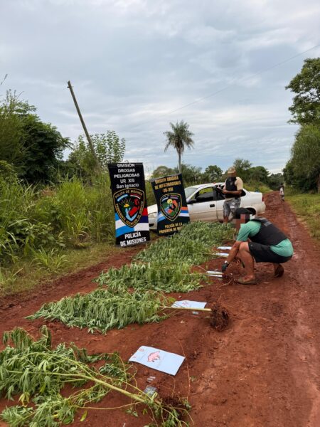 Una patrulla detectó una plantación de marihuana oculta en un pinar de San Ignacio imagen-10