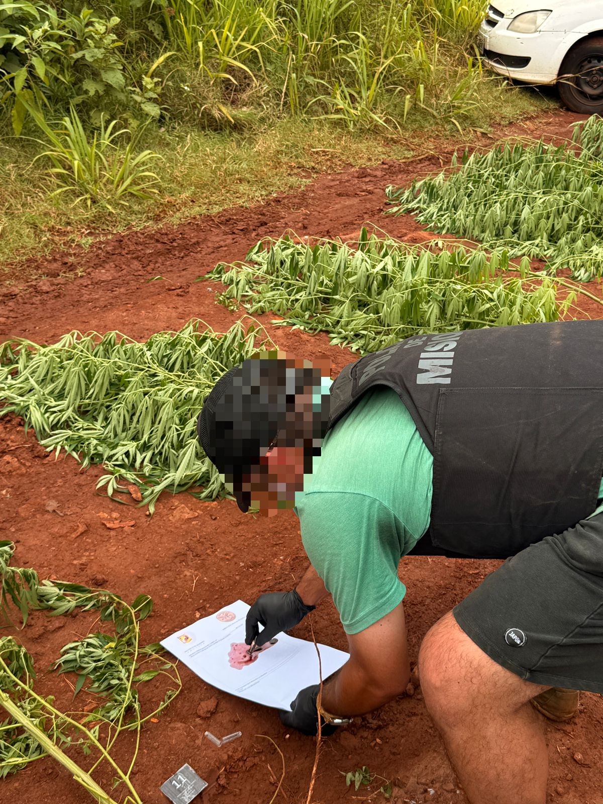 Una patrulla detectó una plantación de marihuana oculta en un pinar de San Ignacio 5 Una patrulla detectó una plantación de marihuana oculta en un pinar de San Ignacio imagen-4