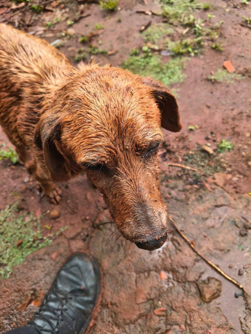 Por sus aullidos lograron rescatarlo: un perro cayó a un pozo con agua en Oberá imagen-2