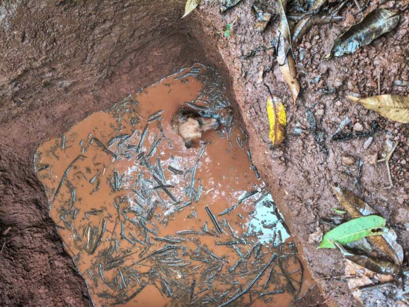 Por sus aullidos lograron rescatarlo: un perro cayó a un pozo con agua en Oberá imagen-4