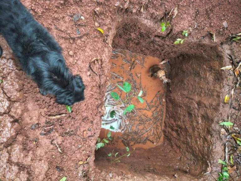 Por sus aullidos lograron rescatarlo: un perro cayó a un pozo con agua en Oberá imagen-29