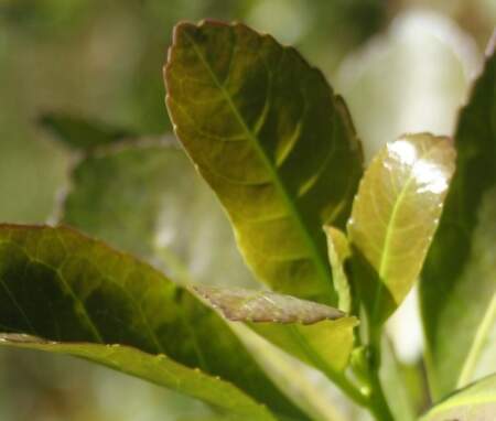 El INYM despidió a trabajadores y dice que inicia una gestión basada en la eficiencia y la transparencia, orientada a sumar nuevos consumidores y garantizar la calidad del producto imagen-5