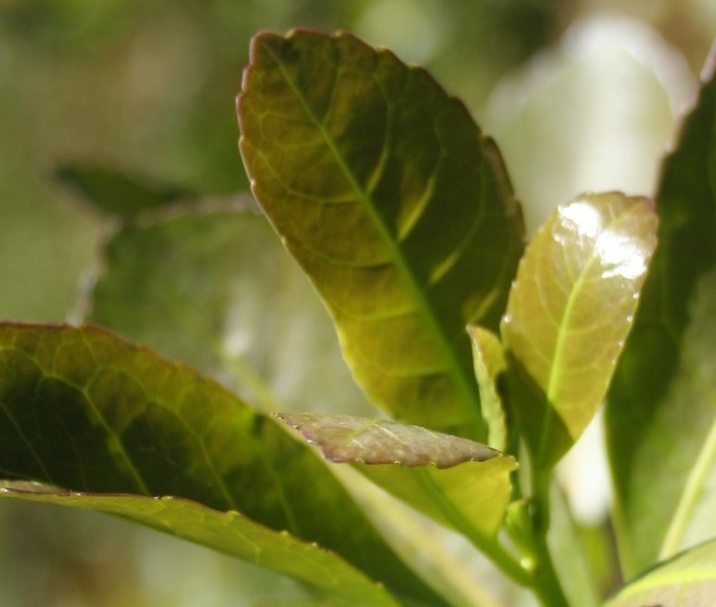 El INYM despidió a trabajadores y dice que inicia una gestión basada en la eficiencia y la transparencia, orientada a sumar nuevos consumidores y garantizar la calidad del producto imagen-13