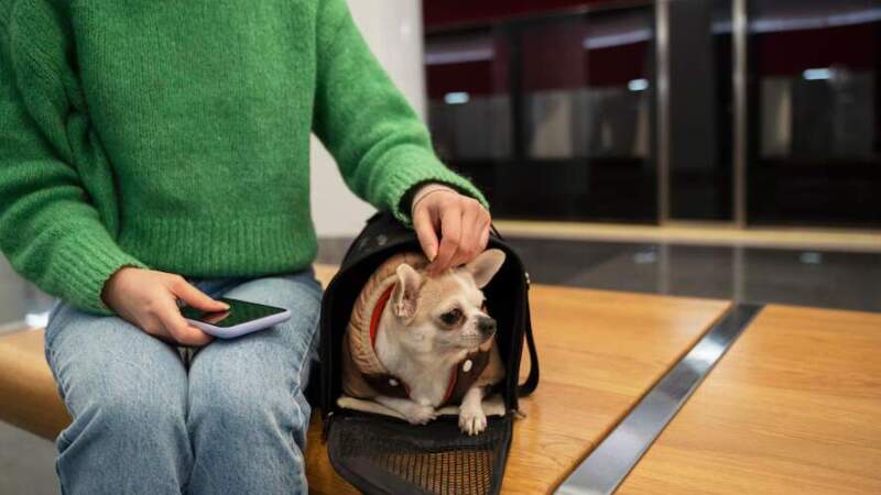 Se podrán llevar animales domésticos en micros y trenes de larga distancia: qué requisitos deben cumplirse imagen-12