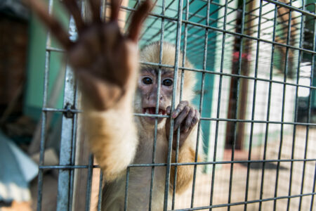 Tráfico de fauna y delitos ambientales: un análisis sobre los desafíos en territorios fronterizos y la necesidad de mayor cooperación internacional Tráfico de fauna y delitos ambientales: un análisis sobre los desafíos en territorios fronterizos y la necesidad de mayor cooperación internacional imagen-4
