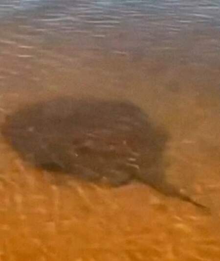 Alerta en playas de Encarnación: aumentan casos de picaduras de rayas imagen-11