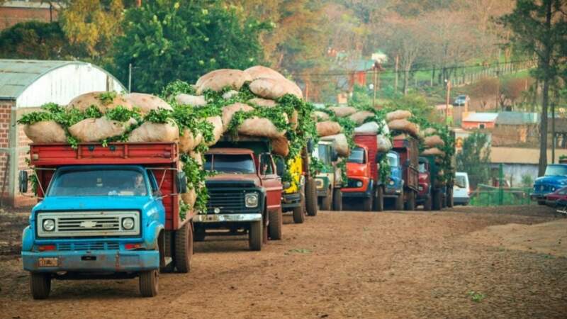Crisis financiera en la Cooperativa Yerbatera Andresito: suspenden pagos a productores por situación económica compleja imagen-8