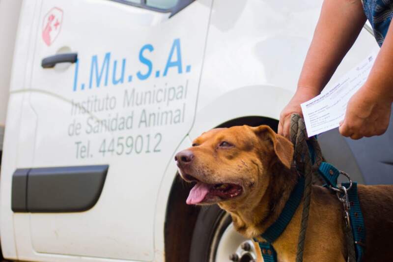 Imusa continúa con operativos veterinarios gratuitos en distintos barrios de Posadas imagen-14
