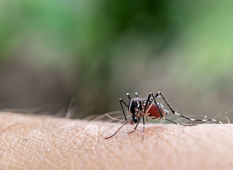 PAMI lanzó una campaña de prevención del dengue y fiebre amarilla 3 PAMI lanzó una campaña de prevención del dengue y fiebre amarilla imagen-2