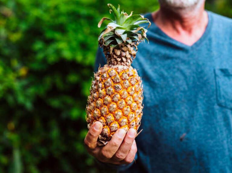 Misiones proyecta su fruticultura: 2025 cierra con planificación estratégica y se proyecta un 2026 enfocado en mercados, innovación y valor agregado imagen-18