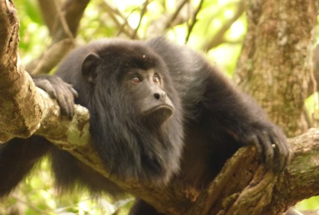 Misiones marca un hito nacional: crea el sistema más avanzado del país para controlar, proteger y dignificar la vida de la fauna silvestre imagen-2