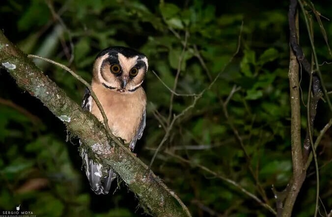 Misiones marca un hito nacional: crea el sistema más avanzado del país para controlar, proteger y dignificar la vida de la fauna silvestre imagen-4
