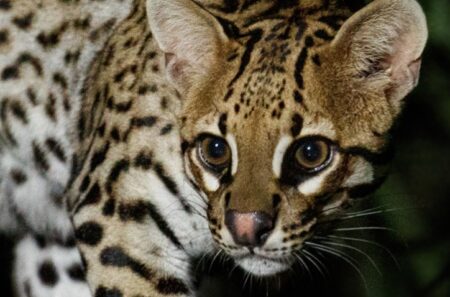 Misiones marca un hito nacional: crea el sistema más avanzado del país para controlar, proteger y dignificar la vida de la fauna silvestre Misiones marca un hito nacional: crea el sistema más avanzado del país para controlar, proteger y dignificar la vida de la fauna silvestre imagen-10