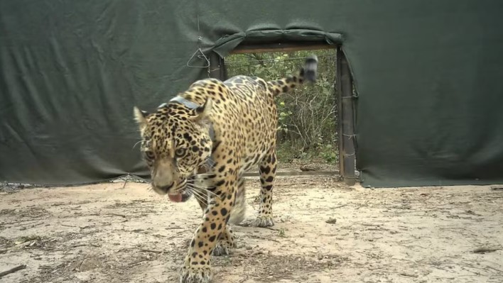 Parques Nacionales ofrece una recompensa millonaria por aportar datos de la yaguareté desaparecida en Chaco 3 Parques Nacionales ofrece una recompensa millonaria por aportar datos de la yaguareté desaparecida en Chaco imagen-2